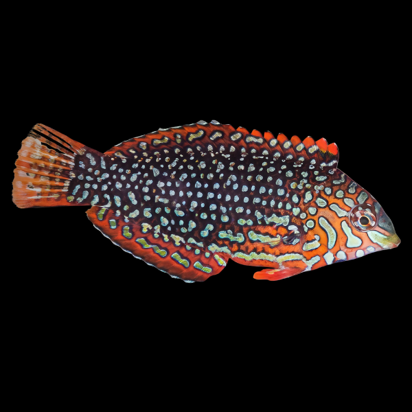 False Leopard Wrasse Macropharyngodon Ornatus - Real Aquatics