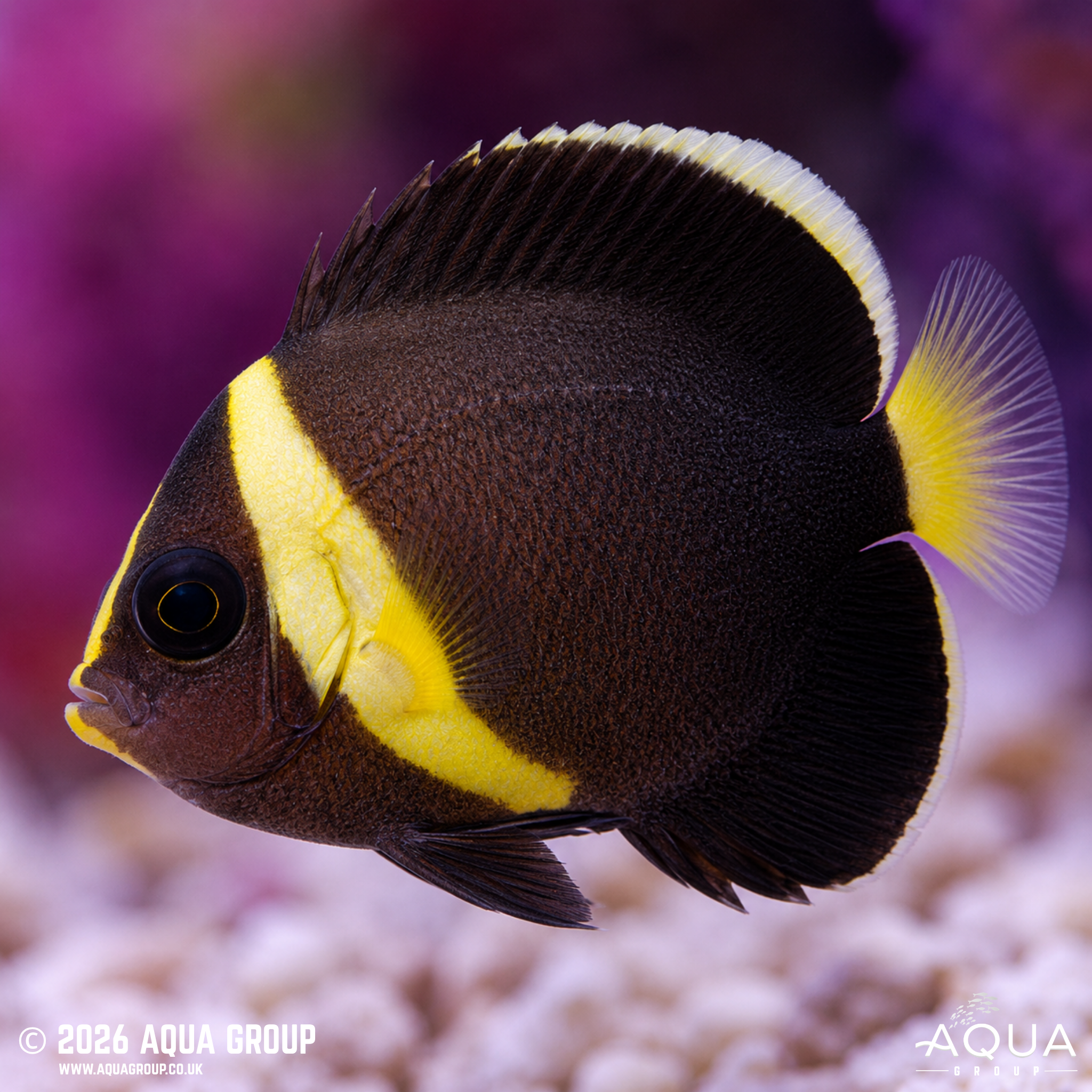 False Personifer Angelfish (Chaetodontoplus meredithi)