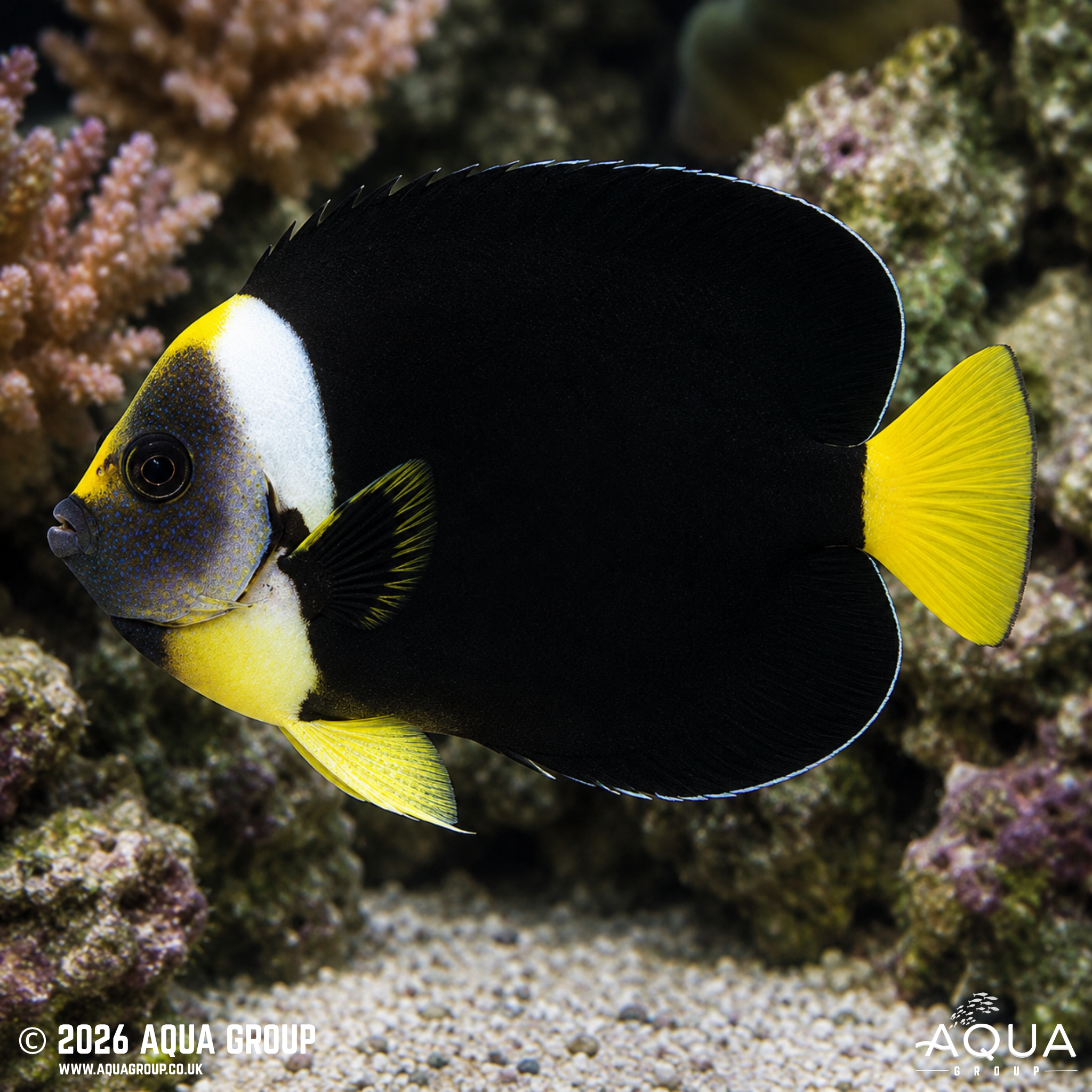 False Personifer Angelfish