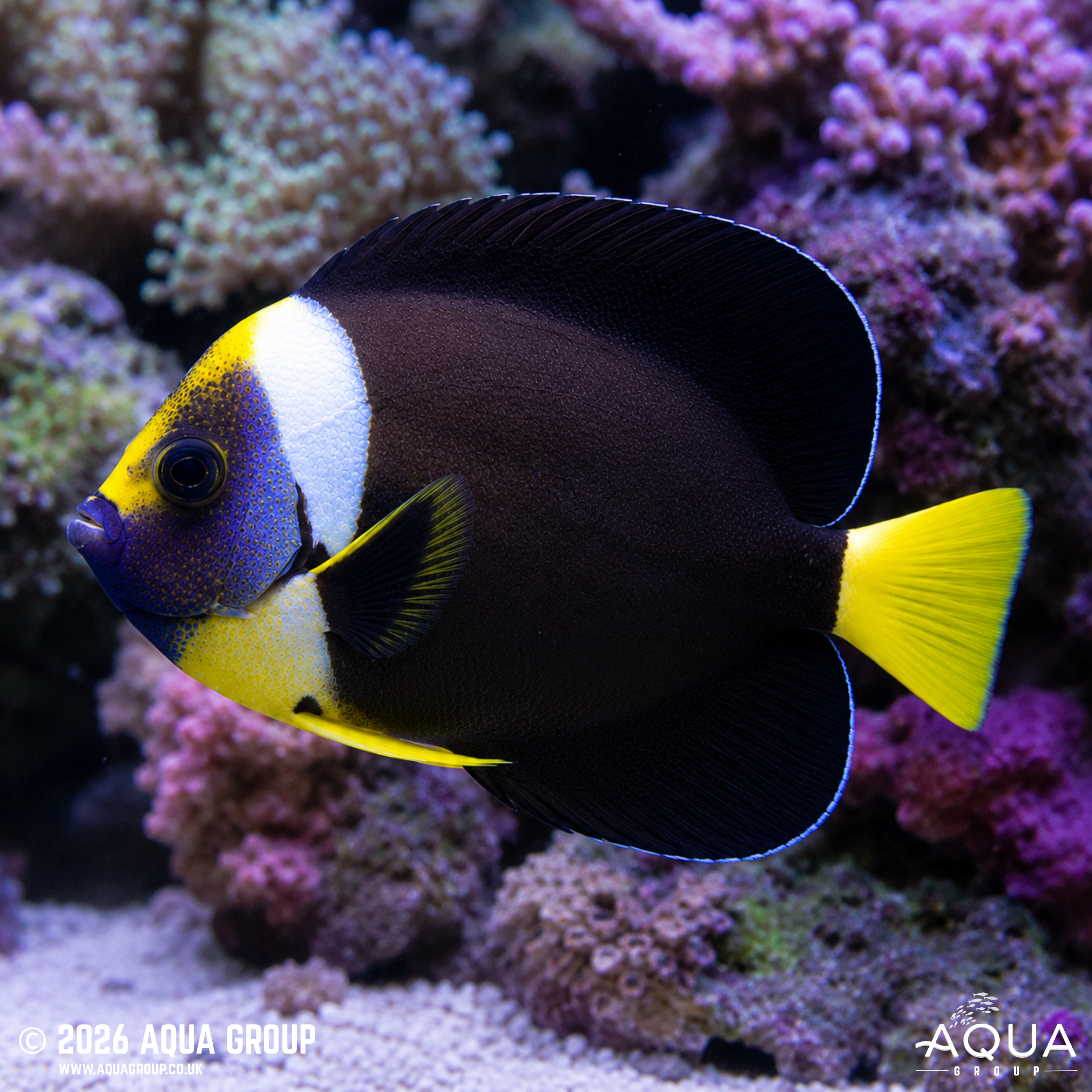 False Personifer Angelfish (Chaetodontoplus meredithi)