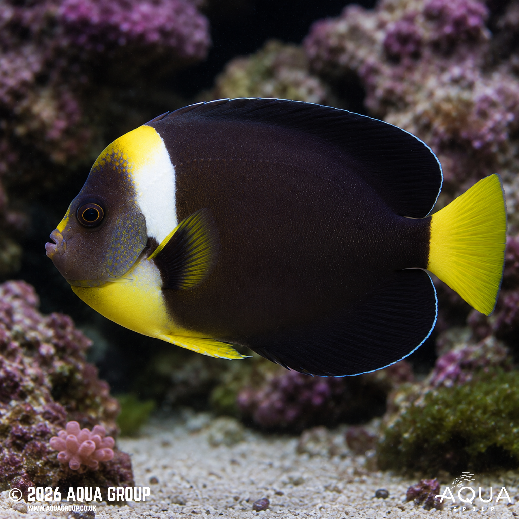 False Personifer Angelfish (Chaetodontoplus meredithi)