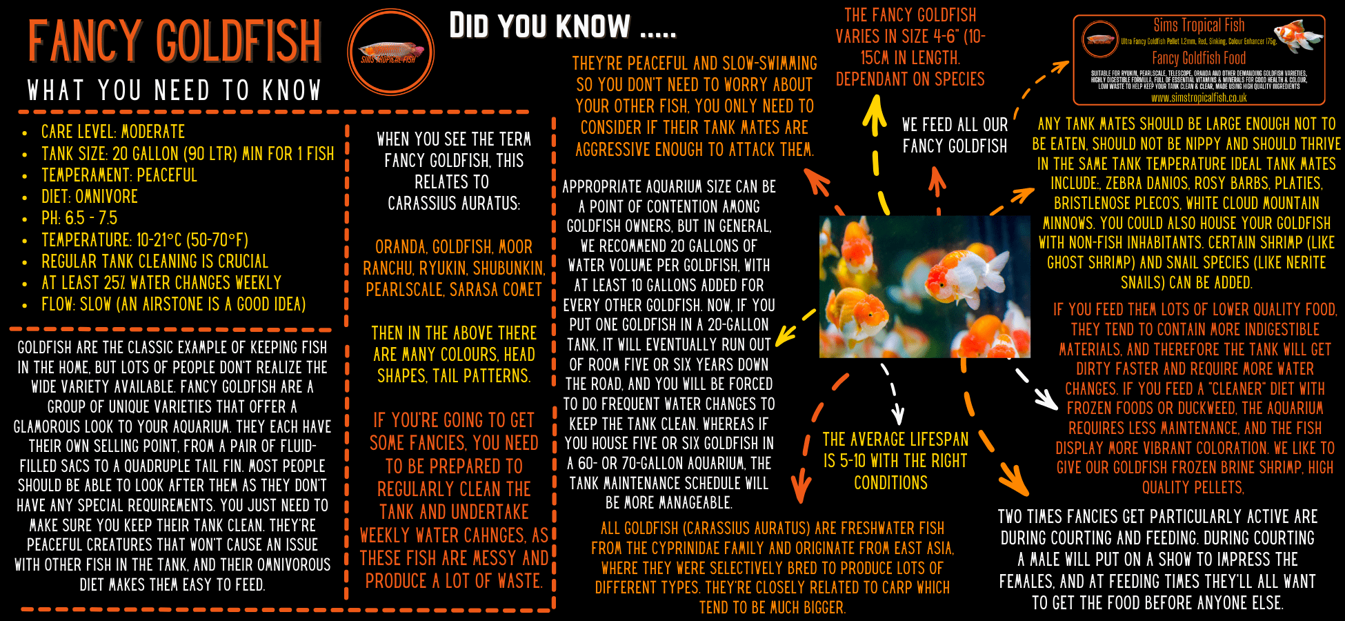 Red Bubble Eye Goldfish - Real Aquatics