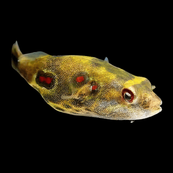 Fangs Mekong Freshwater Puffer Fish Tetradon Pao Cochinchinensis 10cm - Real Aquatics