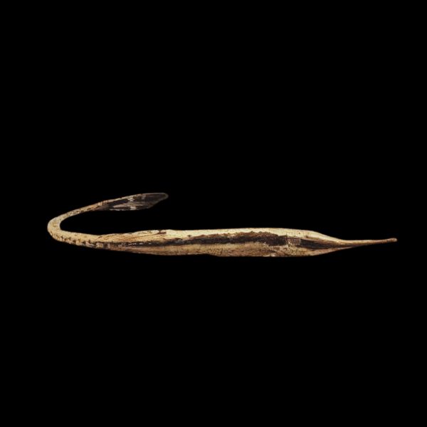 Long Nose Twig Catfish Farlowella Vittata 10cm - Real Aquatics