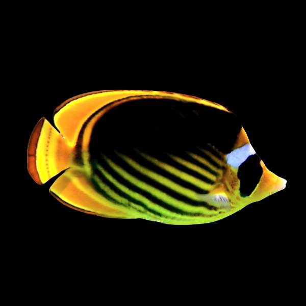 Fasciatus Butterfly Fish Chaetodon Fasciatus - Real Aquatics