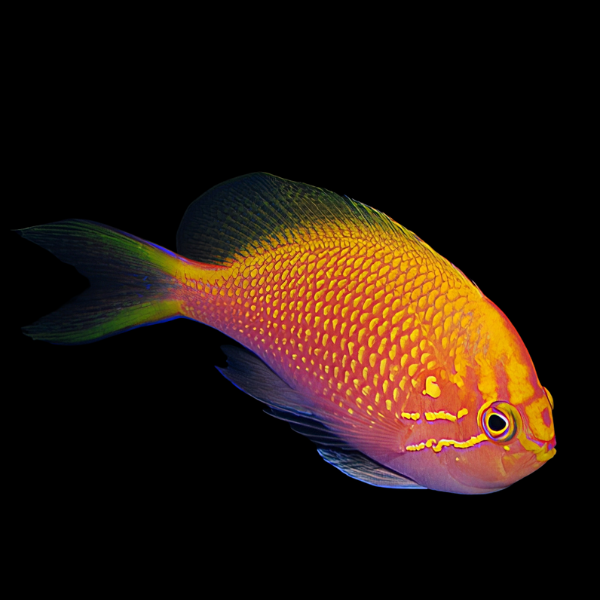 Fathead Anthias Serranocirrhitus Latus - Real Aquatics