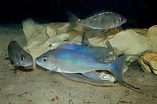 Featherfin Cichlid Cyathopharynx Furcifer 4cm - Real Aquatics