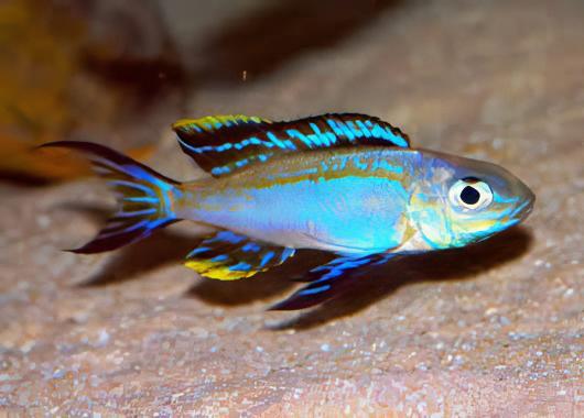 Featherfin Cichlid Cyathopharynx Furcifer 4cm - Real Aquatics