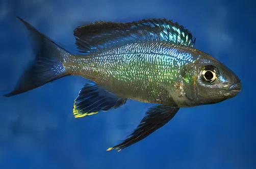 Featherfin Cichlid Cyathopharynx Furcifer 4cm - Real Aquatics