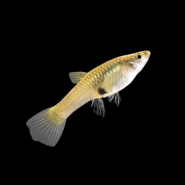 Female Endler Guppy Fish Poecilia Wingei 3cm - Real Aquatics