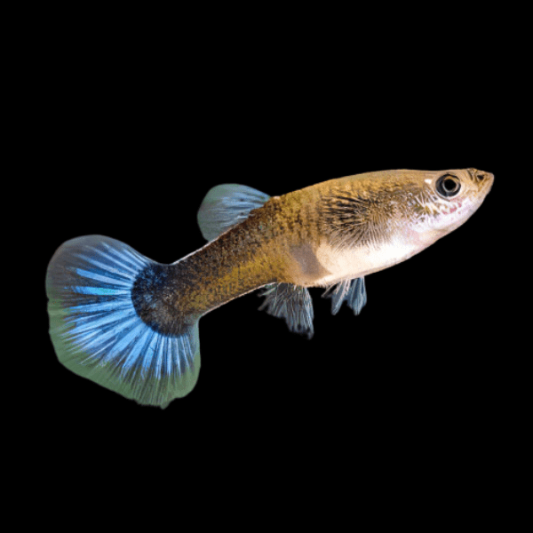 Female Guppy Poecilia Reticulata 3cm - Real Aquatics