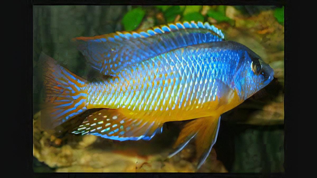 Haplochromis Fenestratus Malawi African Cichlid