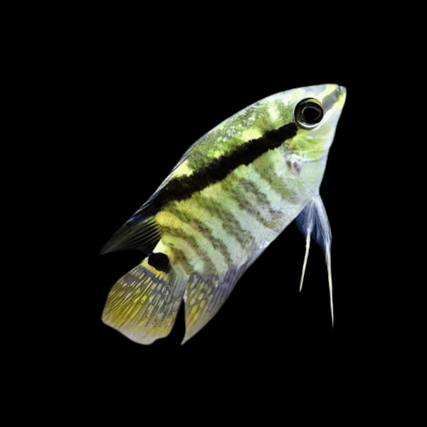 Festive Flag Cichlid Mesonauta Festivus 5cm - Real Aquatics