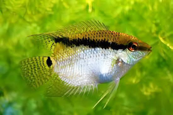 Festive Flag Cichlid Mesonauta Festivus 5cm - Real Aquatics