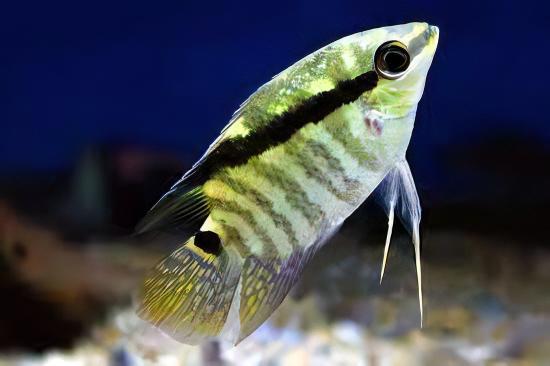 Festive Flag Cichlid Mesonauta Festivus 5cm - Real Aquatics