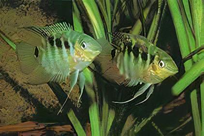 Festive Flag Cichlid Mesonauta Festivus 5cm - Real Aquatics