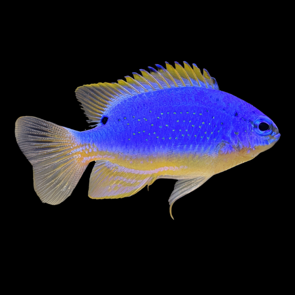 Fiji Blue Devil Damsel Chrysiptera Taupou - Real Aquatics