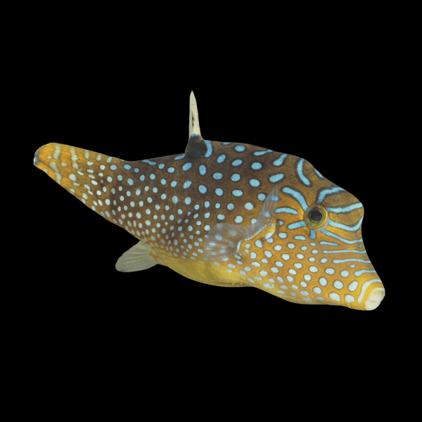 Fiji Blue Spotted Pufferfish Canthigaster Solandri - Real Aquatics