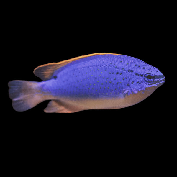 Fiji Blue and Gold Damsel Chromis Chrysiptera Taupou - Real Aquatics