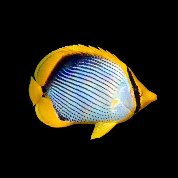 Fiji Melanotus Butterfly Fish Chaetodon Melannotus - Real Aquatics