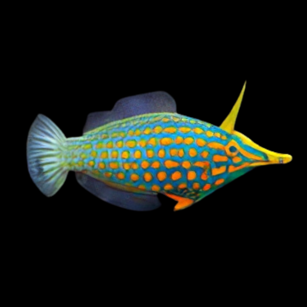 Fiji Orange Spot File Fish Oxymonacanthus Longirostris - Real Aquatics