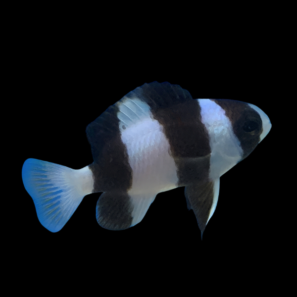 Fijian Panda Damsel Chrysiptera Tricincta - Real Aquatics