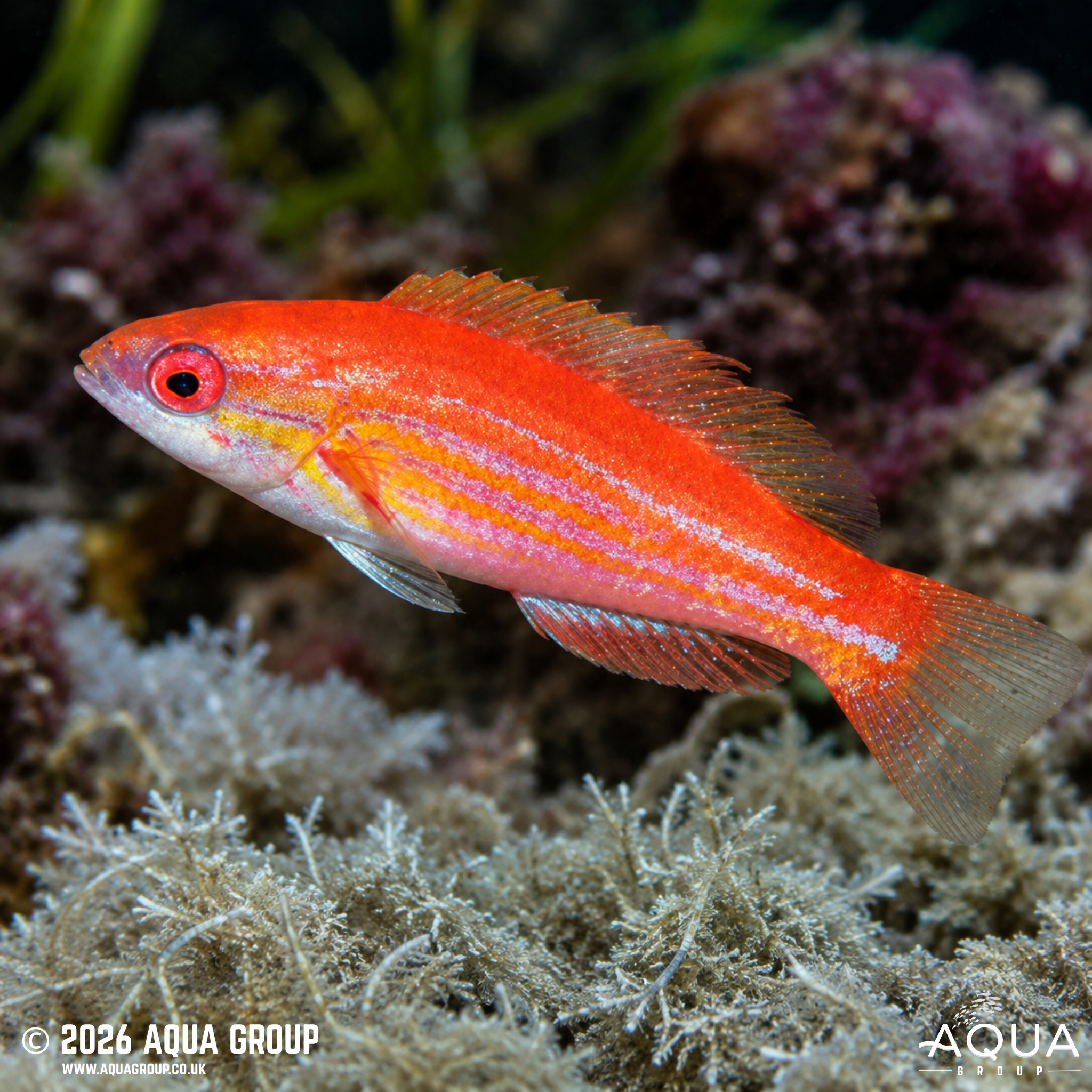 Filamented Flasher Wrasse (Paracheilinus filamentosus)