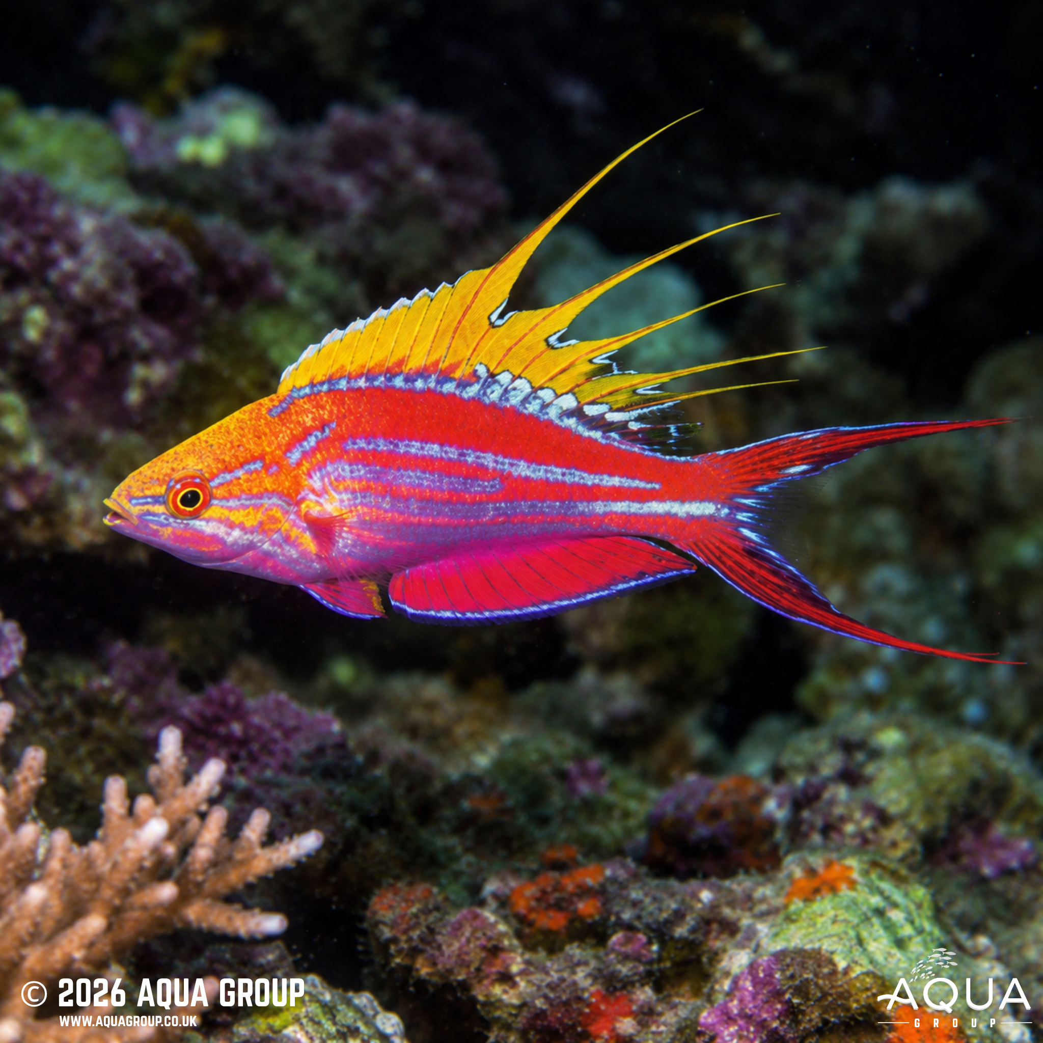 Filamented Flasher Wrasse (Paracheilinus filamentosus)