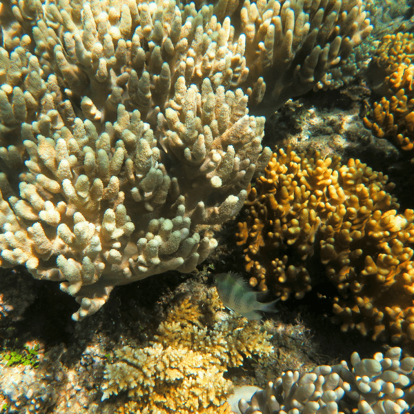 Finger Cauliflower Soft Coral Cladiella Sp - Real Aquatics