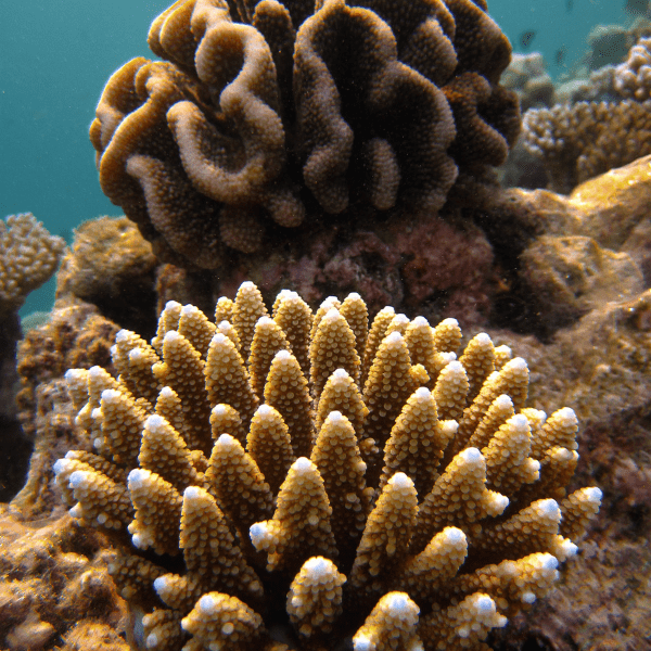 Finger Cauliflower Soft Coral Cladiella Sp - Real Aquatics