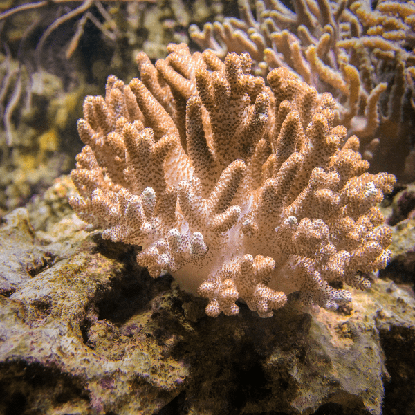 Finger Cauliflower Soft Coral Cladiella Sp - Real Aquatics