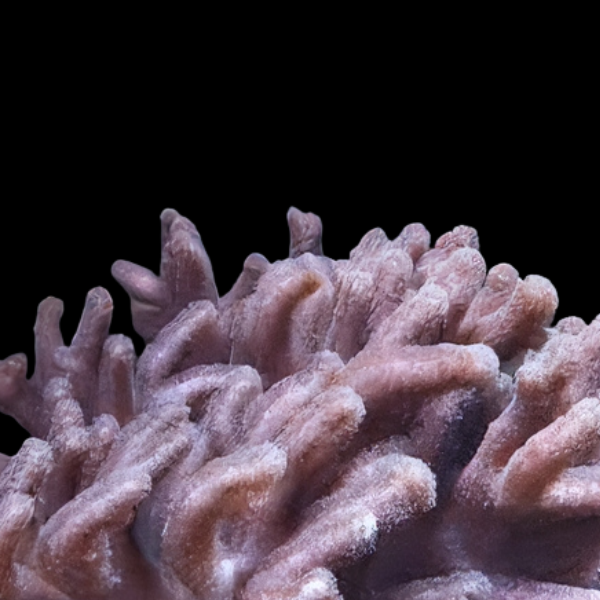 Finger Soft Coral Cactus Sinularia Brassica - Real Aquatics