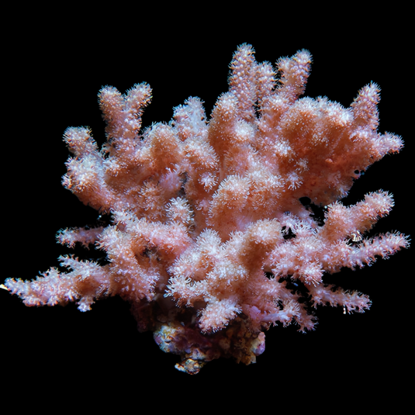 Finger Soft Coral Cauliflower Cladiella Sp - Real Aquatics
