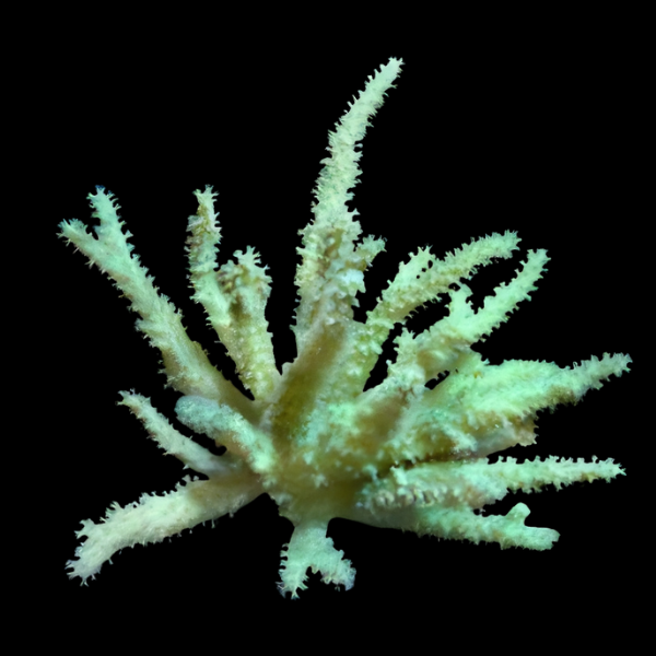 Finger Soft Coral Round Sinularia Sp - Real Aquatics