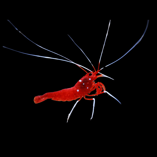 Fire Blood Shrimp Lysmata Debelius - Real Aquatics