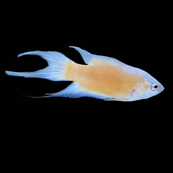 Fire and Ice Paradise Fish Macropodus Opercularis 4cm - Real Aquatics