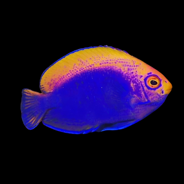 Fireball Dwarf Angelfish Centropyge Acanthops - Real Aquatics