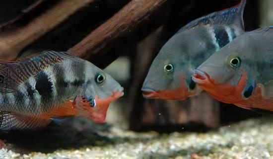 Firemouth Cichlid Thorichthys Meeki 4cm - Real Aquatics