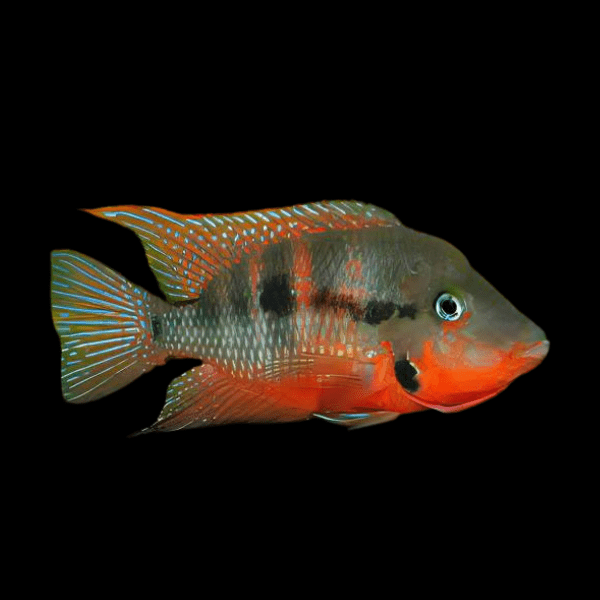 Firemouth Cichlid Thorichthys Meeki 4cm - Real Aquatics