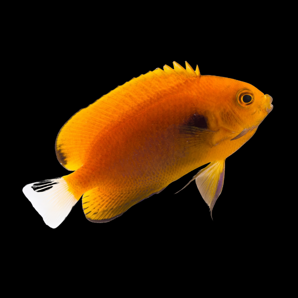 Fisher's Dwarf Angelfish Centropyge Fisher - Real Aquatics