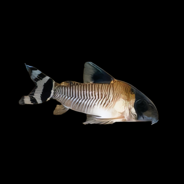 Flagtail Panda Corydoras Oiapoquensis 3cm Catfish - Real Aquatics