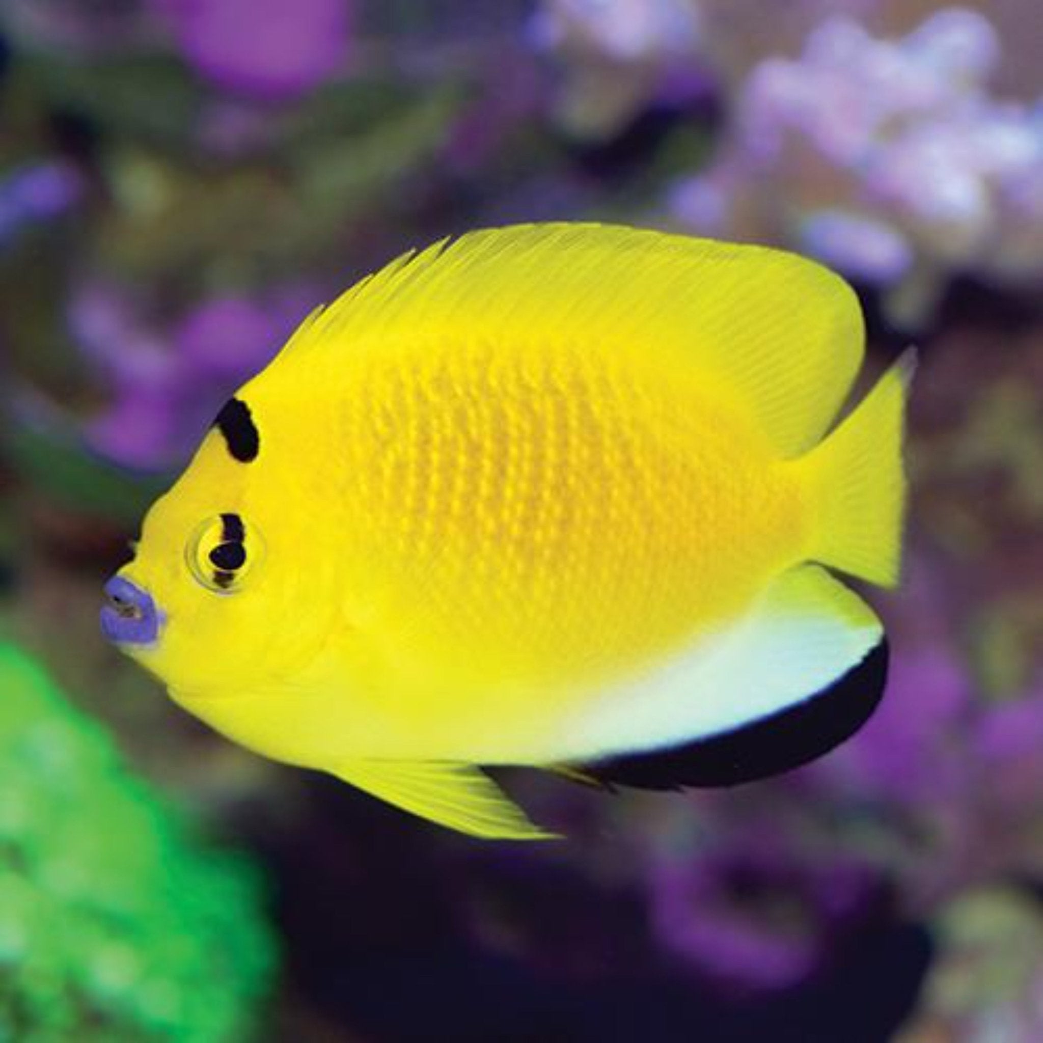 Flagfin Angelfish (Apolemichthys trimaculatus)