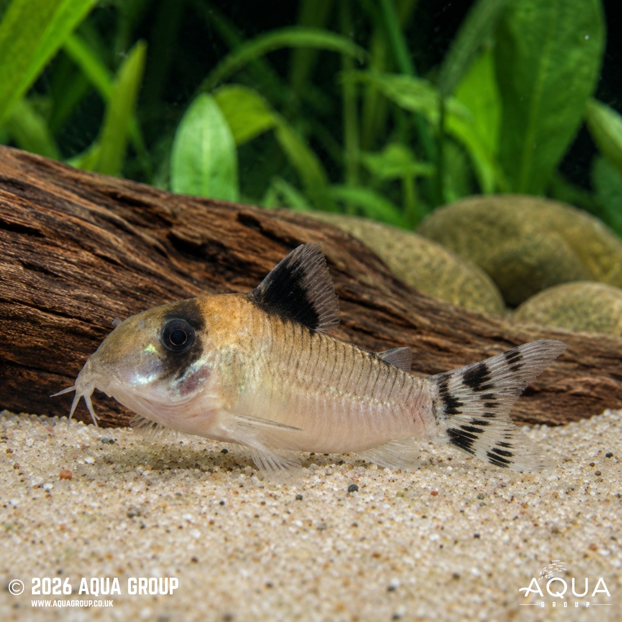 Flagtail Panda Cory (Hoplisoma oiapoquensis)