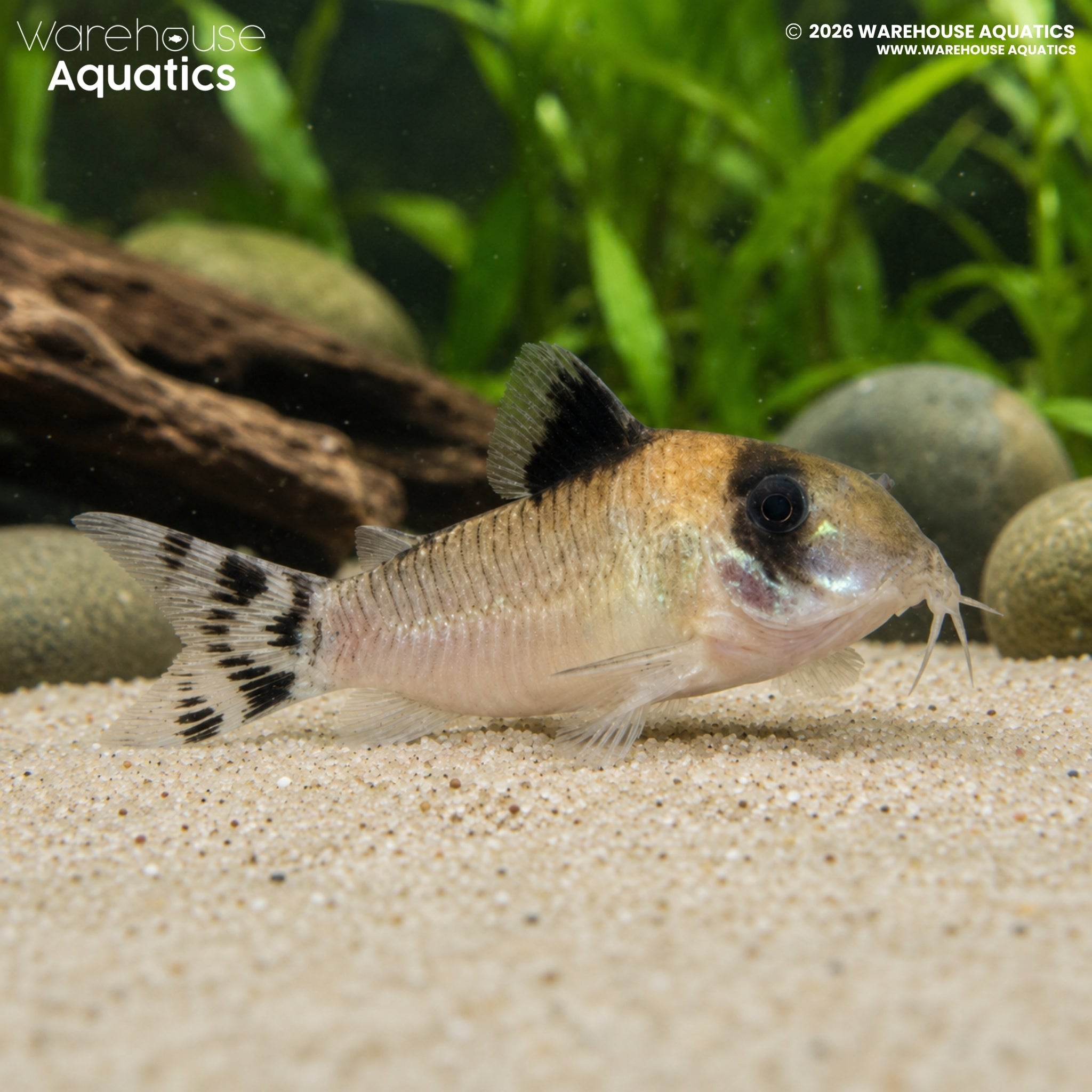 Flagtail Panda Cory (Hoplisoma oiapoquensis)