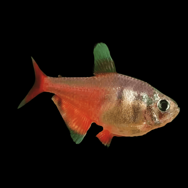 Flame Diamond Tetra Hyphessobrycon Flammeus 2cm - Real Aquatics