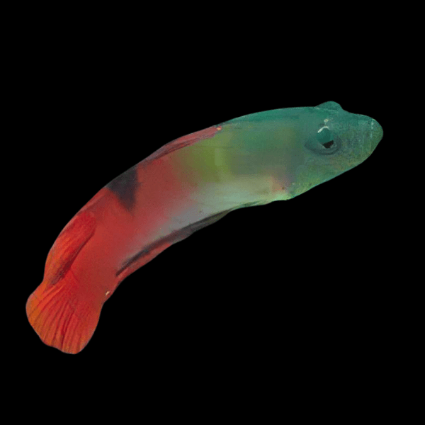 Flame Dottyback Labracinus Ocelliferus - Real Aquatics