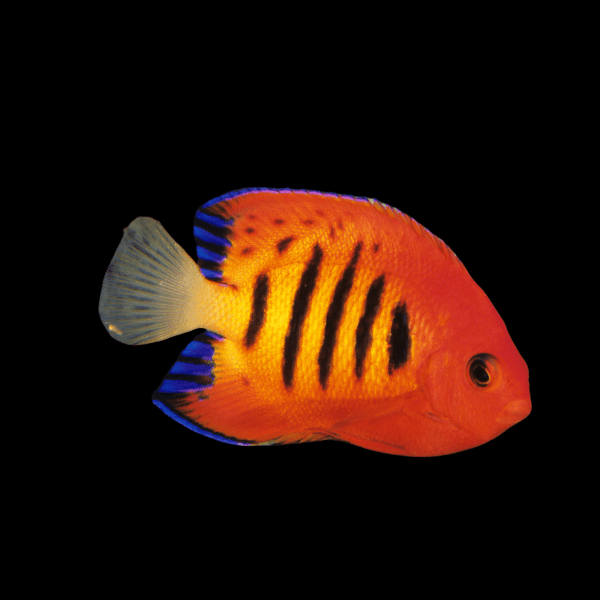 Flame Dwarf Angelfish Centropyge Loricula - Real Aquatics