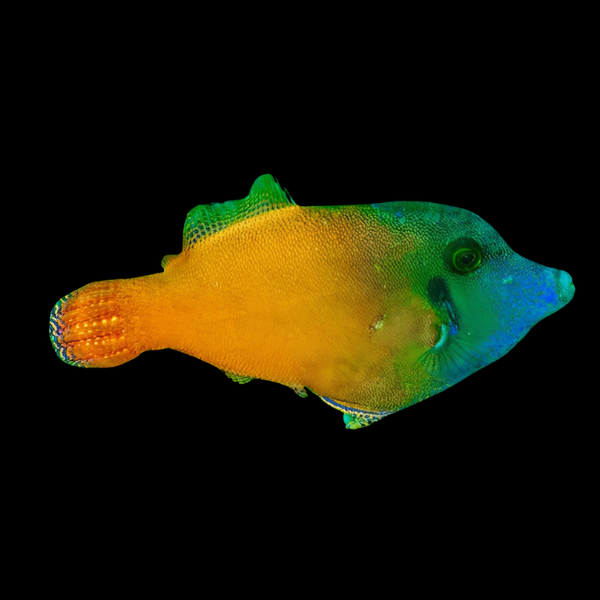 Flame File Fish Pervagor Melanosoma - Real Aquatics