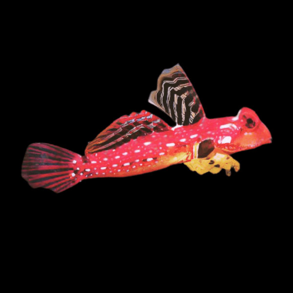 Flame Scooter Dragonette Synchiropus Sycorax - Real Aquatics