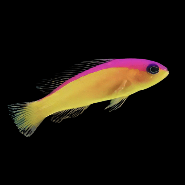 Flash Back Gramma Purple Stripe Dottyback Pictichromis Diadema - Real Aquatics